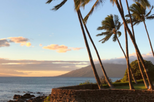 palm trees and ocean view