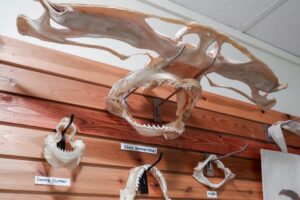 shark jaw wall